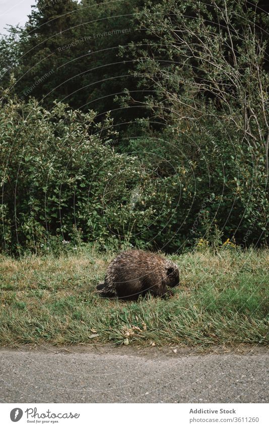 Wilde Biber am grünen Straßenrand im Park Lebensraum national la mauricie Bargeld Säugetier Fauna Gras Kanada Quebec wild Tier Kreatur Pflanzenfresser neugierig