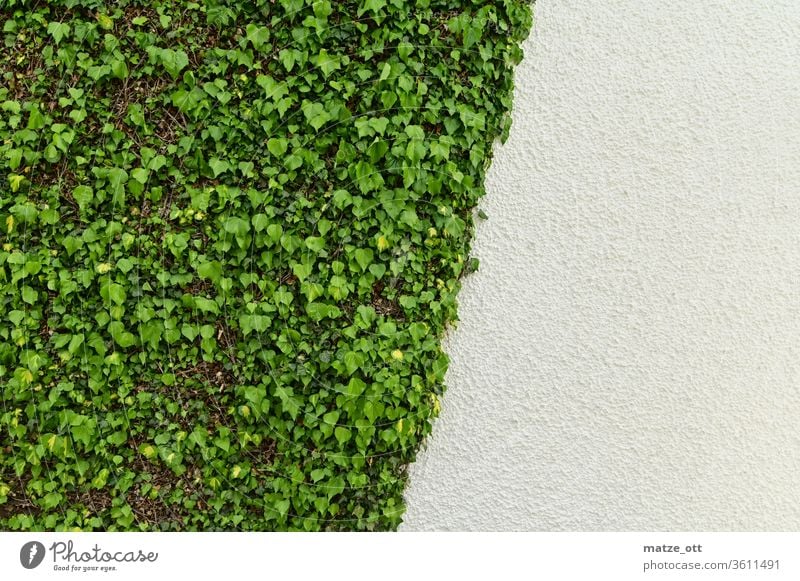Wandgestaltung mit Efeu in Grün und Weiß Mauer Mauerpflanze Pflanze Hauswand schräg drittel Blätter Putz Außenaufnahme Tag Wachstum Grünpflanze Fassade