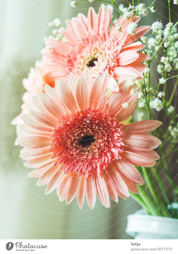 Blumenstrauss aus rosa Gerbera-Gänseblümchen Muttertag Blumenstrauß Hochzeit Frauentag Hintergrund Tag der Blumen Design Pastell geblümt altehrwürdig Sommer