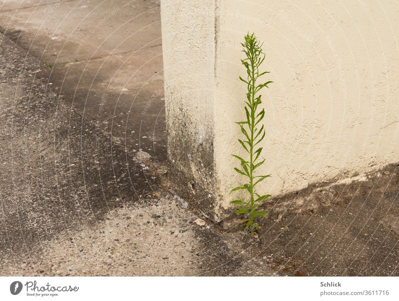 Überlebenskünstler, eine Pflanze reichlich von Hundeurin gedüngt wartet auf den Frühling Stadtrand Beton Mauer Ecke Urin einzeln Wand Detail grün grau beige