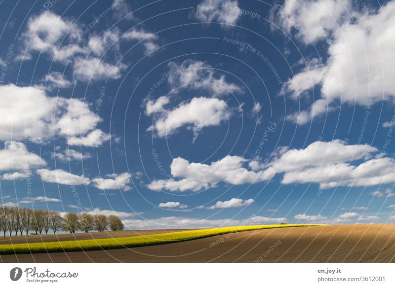 Feld und Rapsfeld bis zum Horizont unter blauem Himmel mit Wolken und eine Allee am Rande Schäfchenwolken Weitwinkel Landwirtschaft Felder Acker Ackerbau agrar