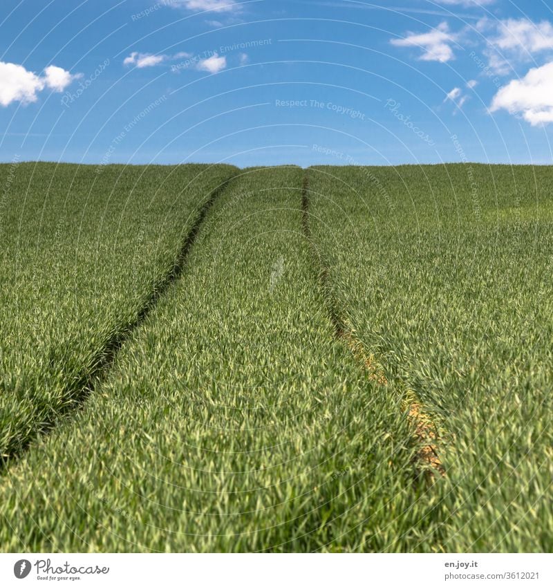Traktorspur in einem Kornfeld bis zum Horizont Weizenfeld Getreide Getreidefeld Ackerbau Agrar Landwirtschaft Anbau Hügel Öko grün Himmel Wachstum Klima