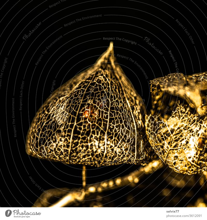 Im goldenen Käfig Pflanze Frucht Lampionblume Physalis Hintergrund neutral Kontrast Glanz Vergänglichkeit glänzend Natur