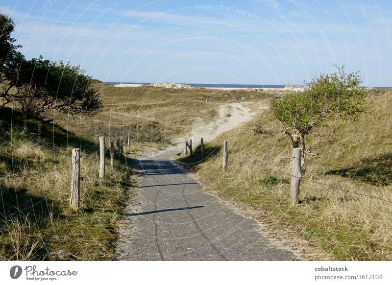 Weg zum Strand Norderney Deutschland ostfriesland friesische inseln niemand Sommer Feiertage reisen Natur im Freien Gelassenheit Urlaub Naturschutzgebiet Dunes