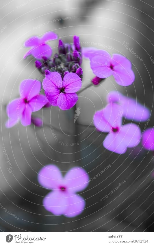 lila Blüten Blume Pflanze fliederfarben Blühend Garten Sommer Makroaufnahme violett Kontrast Duft Menschenleer Schwache Tiefenschärfe Natur Nahaufnahme
