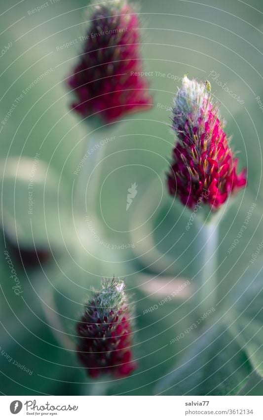 leuchtend rote Köpfchen des Inkarnatklees Klee Blüte blühend Natur Blume Sommer Pflanze Wiese Schmetterlingsblütler Blutklee Legominose grün Wachstum