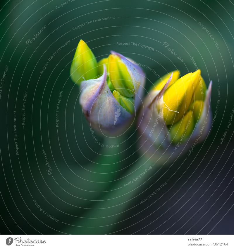 gelbe Blütenknospen im Frühling Allium moly Frühjahrsblüher Blume Garten Pflanze Natur zwei Makroaufnahme Blühend Schwache Tiefenschärfe Farbfoto schön