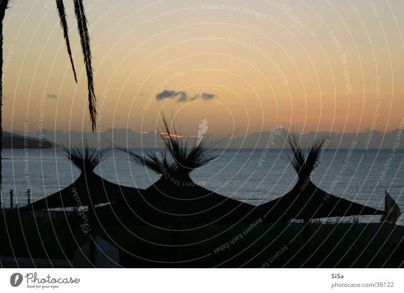 Palm Beach Strand Sonnenaufgang Sonnenschirm Meer Morgen