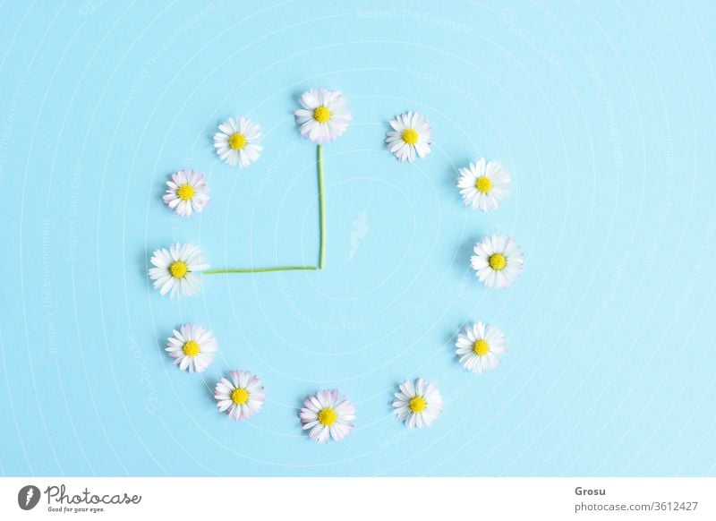 Wildblumen. Blumenuhr aus schönen weißen Gänseblümchen auf hellblauem Hintergrund Time Concept. Weiche Lichtfarbe. Gänseblümchen auf blauem Hintergrund Natur