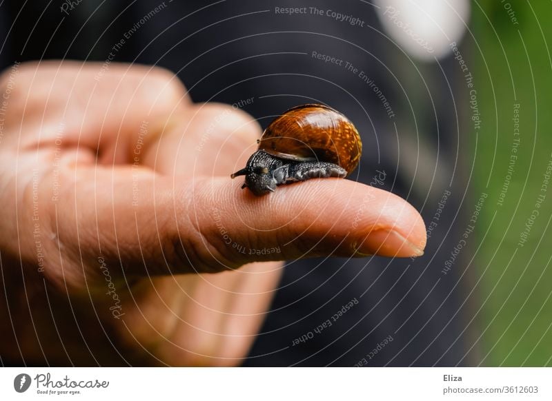 Kleine Weinbergschnecke mit Schneckenhaus auf einem Finger Tier Hand anfassen Natur Fühler Mensch halten zutraulich langsam schleimig Weinbergschnecken kriechen