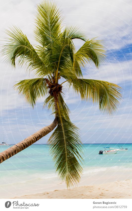 Tropischer Strand dominikanisch Himmel reisen blau tropisch Paradies Wasser Meer MEER Küste Sand Urlaub Karibik winken Sommer Insel Natur Handfläche Landschaft