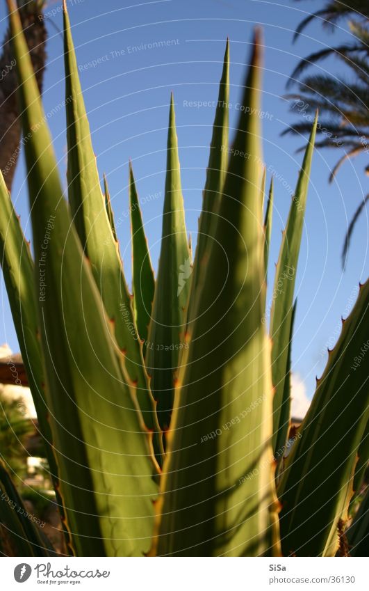 Aloe Pflanze Blume