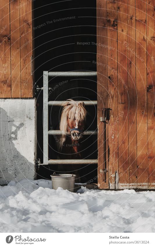 Pony in seinem Stall im Winter Bauernhof Schnee kalt Außenaufnahme weiß Menschenleer Frost Natur Farbfoto Schwache Tiefenschärfe Pferdekoppel tiere Pferdekopf