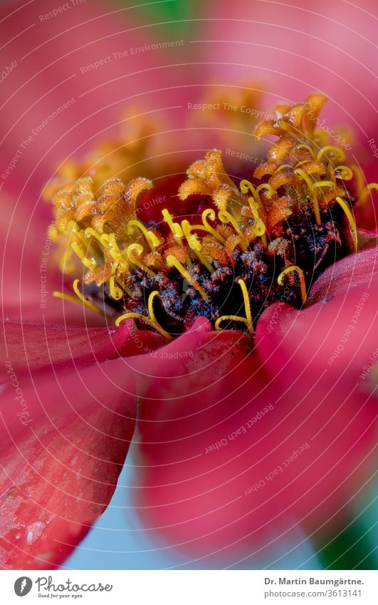 Zinnia-Hybride als Zierpflanze Zinnie Zwitter dekorativ ornamental Pflanze Blütenkopf Nahaufnahme rot Amerikaner mexikanisch Sommer Blume Asteraceae