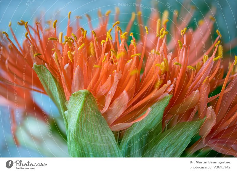 Südafrikanischer Scadoxus multiflorus, Teil des Blütenkopfes mehrblütig Amaryllidaceae Scheitel Staubblätter Ausdauer Blütenblätter südländisch Afrika Pflanze