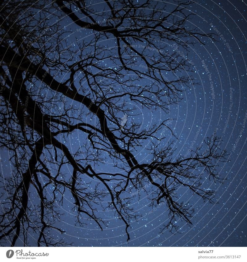 kosmische Verbindung Sternenhimmel Baum Äste und Zweige Himmel Natur Nacht Universum Kosmos Umwelt Winter kahle Bäume Menschenleer Astronomie sternenklar