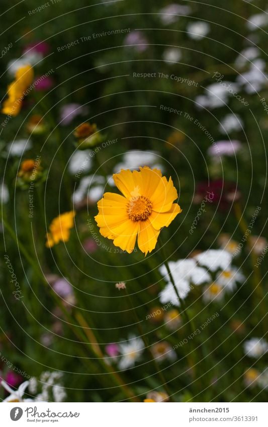 Vorne im Bild sieht man eine strahlende gelbe Blume die auf einer bunten Blumenwiese steht Blüte blühen Sommer Frühling Strauß pflücken Natur Wiese grün Pflanze