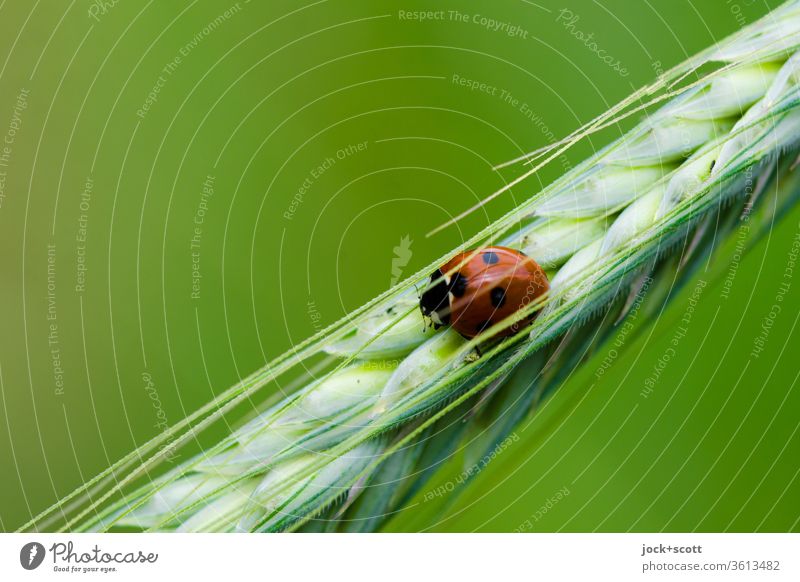 Marienkäfer mag die Ähre besonders gern Ähren Getreide Korn Insekt Nützling Natur Tierporträt Nutzpflanze grün Pflanze Wachstum Neigung Anschnitt klein 1