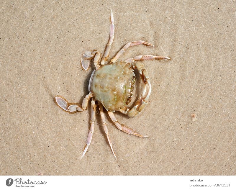 lebende Krebse am Sandstrand des Schwarzen Meeres, Draufsicht, Ukraine Krabbe MEER Krallen Tier live Krebstier Natur Lebensmittel Meeresfrüchte frisch Panzer