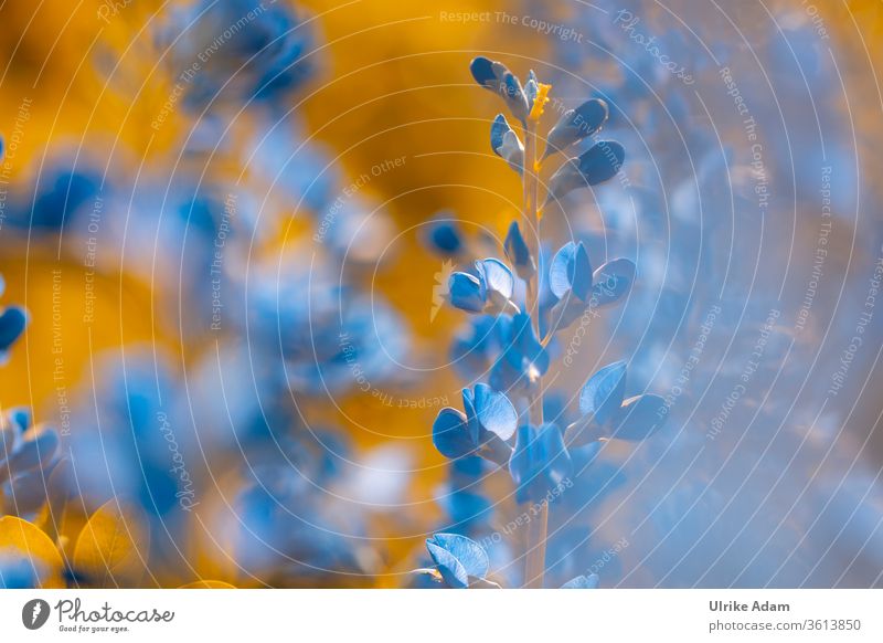 Blaue Färberhülse  (Baptisia) lupinenartige blau Sommer Indigolupine Blumen Blüten makro Staude Garten entspannen Wellness Spa Pflanze Blühend Natur zart