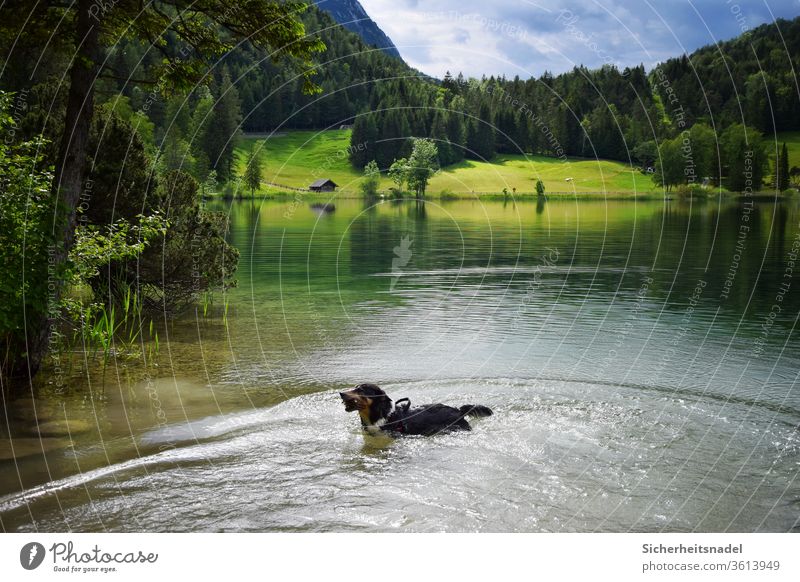 Hund im See Bergsee Bayern Alpen Wasser Landschaft Farbfoto Ferien & Urlaub & Reisen Natur Berge u. Gebirge Außenaufnahme Sommer Menschenleer Tag Erholung