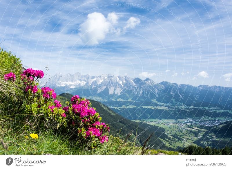 Alpenrosen vor dem Dachsteingebirge und dem Ennstal Almrausch Wildpflanze Blüte Pflanze Natur Berge u. Gebirge Ausflug Tourismus Ferien & Urlaub & Reisen ruhig