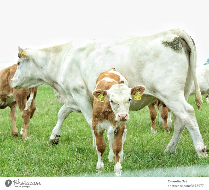 So sehen glückliche Kühe aus. Kalb mit Mutterkuh auf der Weide. Kuh Wiese Tier grün Landwirtschaft Nutztier Rind Außenaufnahme Natur Farbfoto Rinderhaltung