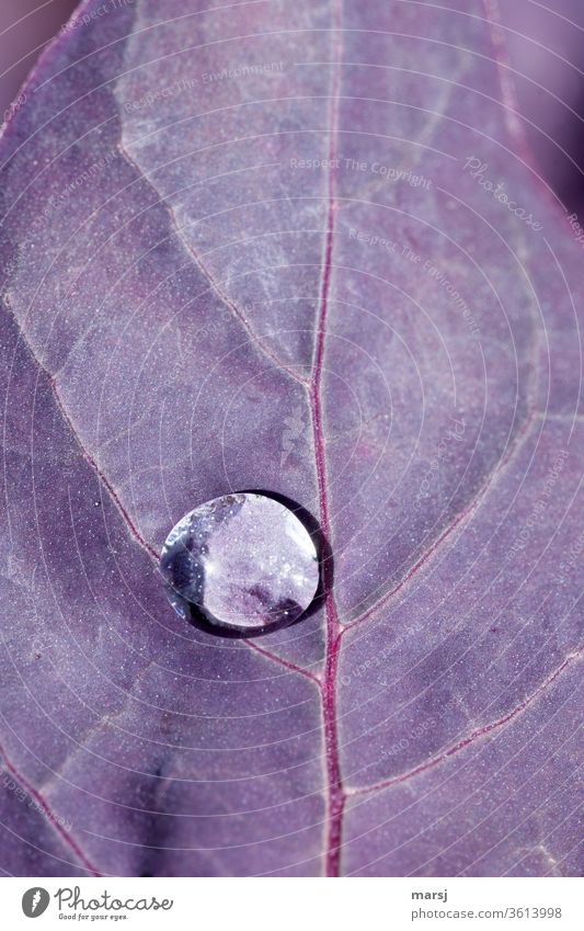 Wassertropfen auf violettem Blatt Reinheit Makroaufnahme natürlich außergewöhnlich frisch Oberflächenspannung kalt ruhig harmonisch Leben Farbfoto Nahaufnahme