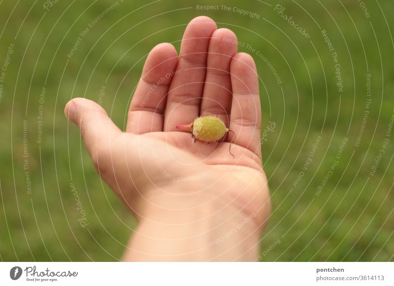 Hand hält unreife Kastanie vor grünem Rasen. Schutz. Natur. Wertschätzung klein natur stacheln hülle hand halten schutz wertschätzung Pflanze