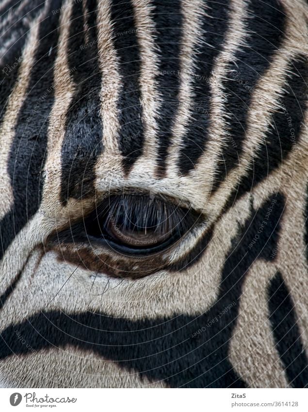Zebraauge Auge Nahaufnahme Tier Säugetier wild Tierwelt schwarz weiß streifen gestreift Muster Fell Pferd Afrika Afrikanisch Safari Wimpern