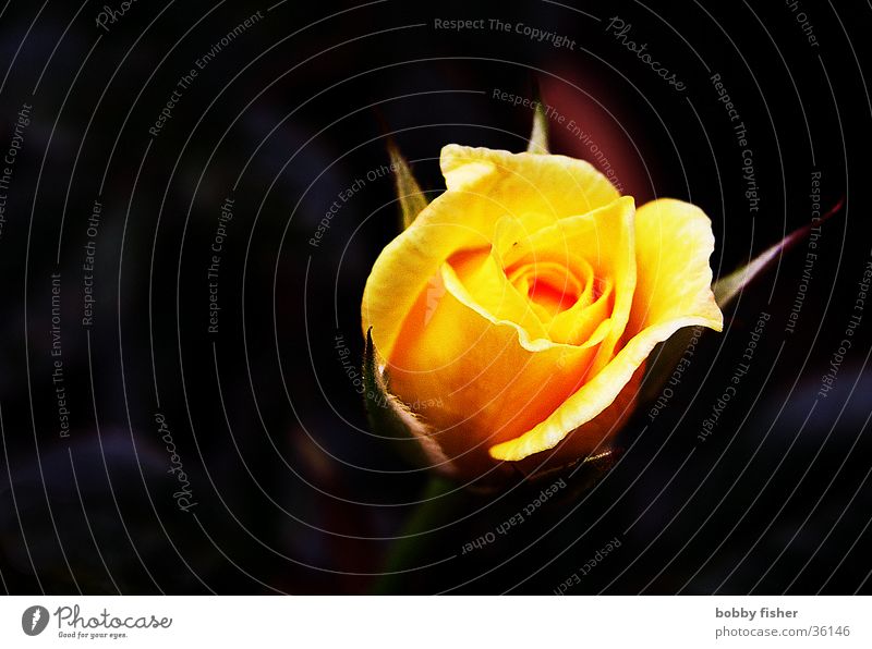 rose glühend Rose Blume Pflanze gelb schwarz schön mehrfarbig orange