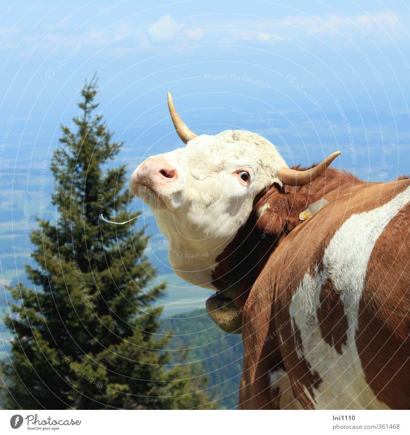 AST6 Inntal | Insektenplage bei einer braun bunten Kuh Umwelt Natur Landschaft Pflanze Tier Himmel Wolken Frühling Schönes Wetter Baum Alpen 1 drehen fangen
