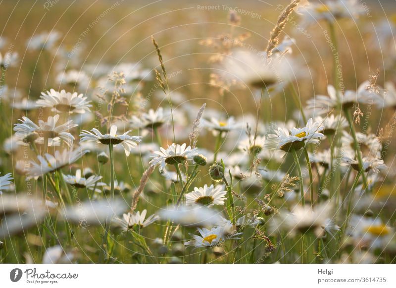Nahaufnahme einer Margaritenwiese in der Abendsonne Blume Blüte Blumenwiese Sonnenlicht Gegenlicht Grashalm Knospen leuchten Pflanze Natur Farbfoto