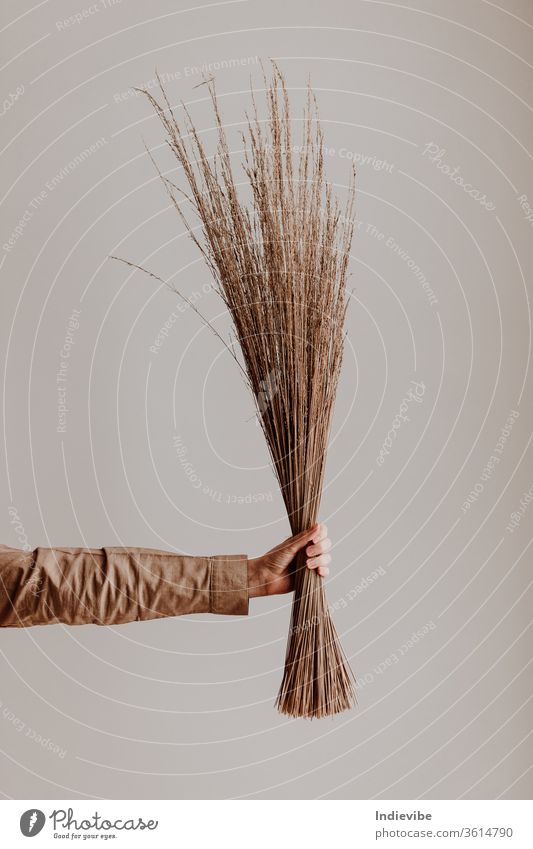 Frau, die in einem Atelier mit weißer Wand ein Bündel getrocknetes Stroh in der Hand hält Mode Behaarung Pflanze Weizen Natur Schönheit jung Feld Korn Porträt