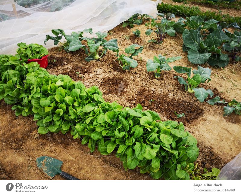 eigenes Bio-Gemüse anbauen: Spinat, Kohlrabi Spinatblatt Kohlrabipflanze Garten Gemüsegarten Gemüseanbau Vegetarische Ernährung Kürbisse Bioprodukte