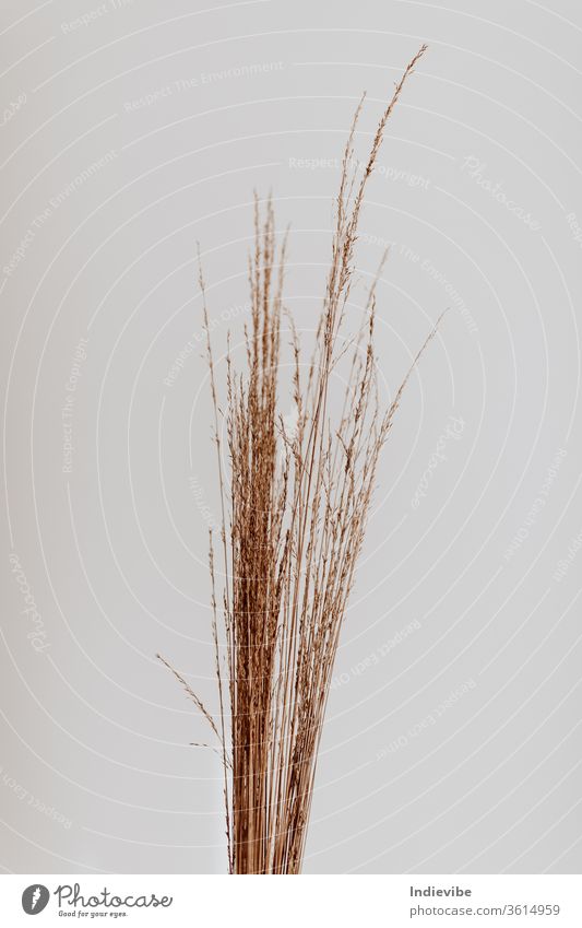 Ein Bündel getrocknetes Stroh in einem Studio mit einer weißen Wand trocknen Haufen Pflanze Weizen Natur Schönheit Feld Korn Porträt schön Sommer Ernte Roggen