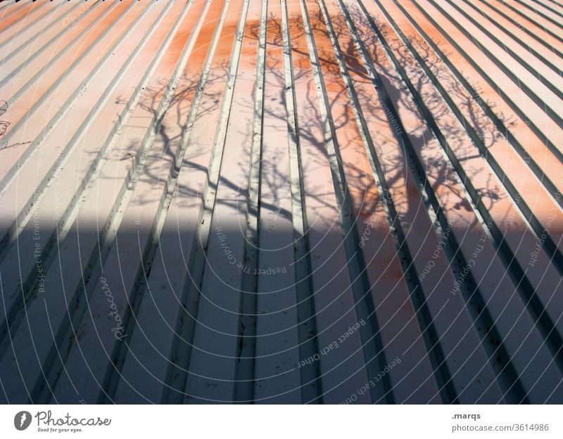 Baumschatten an Fassade Linien Schattenwurf kahl Herbst Metall Fluchtpunkt Perspektive
