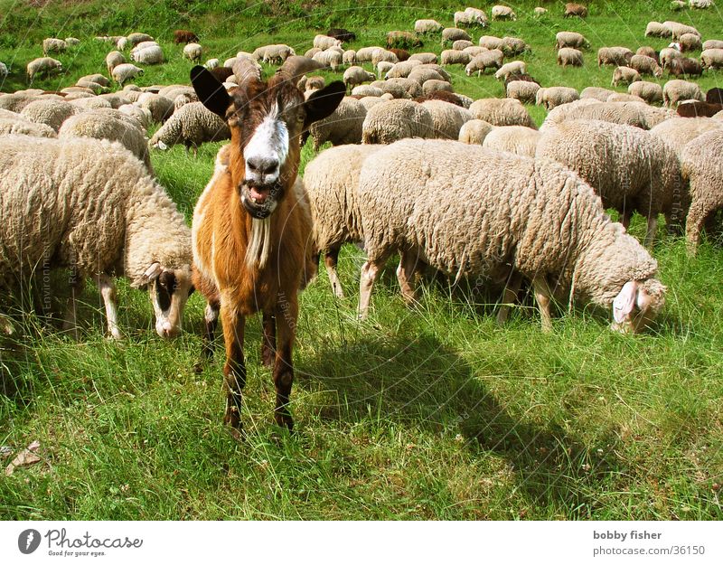 bock zum gärtner Bock Schaf Ziegen Vorgesetzter grün Tier ruhig Wachsamkeit