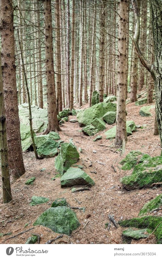 Grüne, vermooste Felsbrocken in Nadelwald Wald Felsen Steine Waldboden mystisch Märchenwald Natur grün Farbfoto Landschaft Wanderweg wandern Erlebnis Stämme