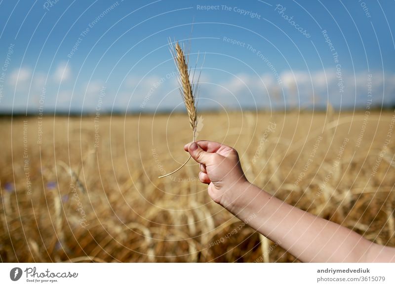 Kinder halten in der Hand ein Ährchen mit Weizen auf dem Feld, auf dem Land. In der Landwirtschaft. Reiche Ernte. Horizontales Foto. Hintergrund mit Weizenfeld und Himmel. selektiver Fokus