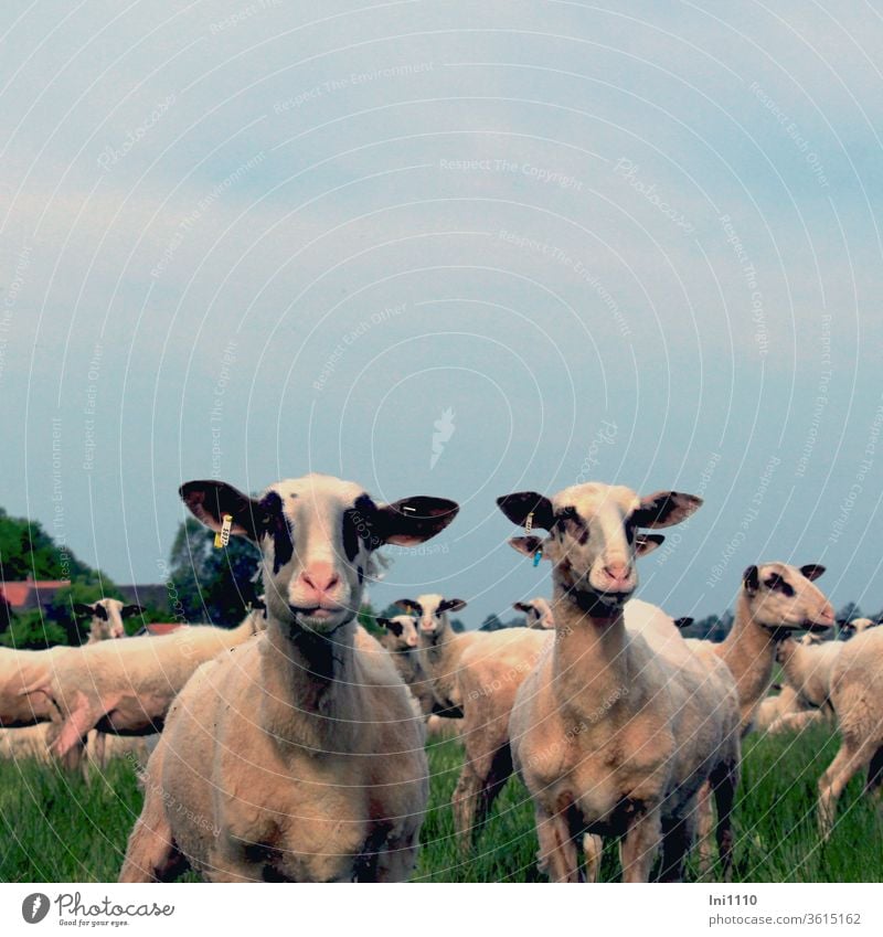 neugierige Schafe eins mit vier Ohren lustig Abendsonne Wiese menschenleer obtische Täuschung Ohrmarken Porträt Tierporträt Schafherde verdeckt