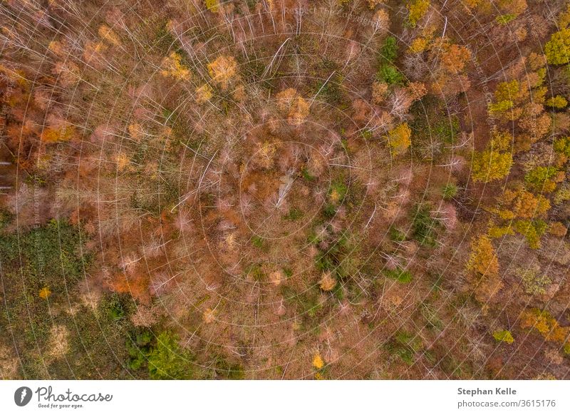 Spätherbst über einem Orangenwald in der Luftaufnahme einer Drohne. Wald Antenne Ansicht Sommer Sonne Licht Baum Park Natur Dröhnen Landschaft grün Hintergrund