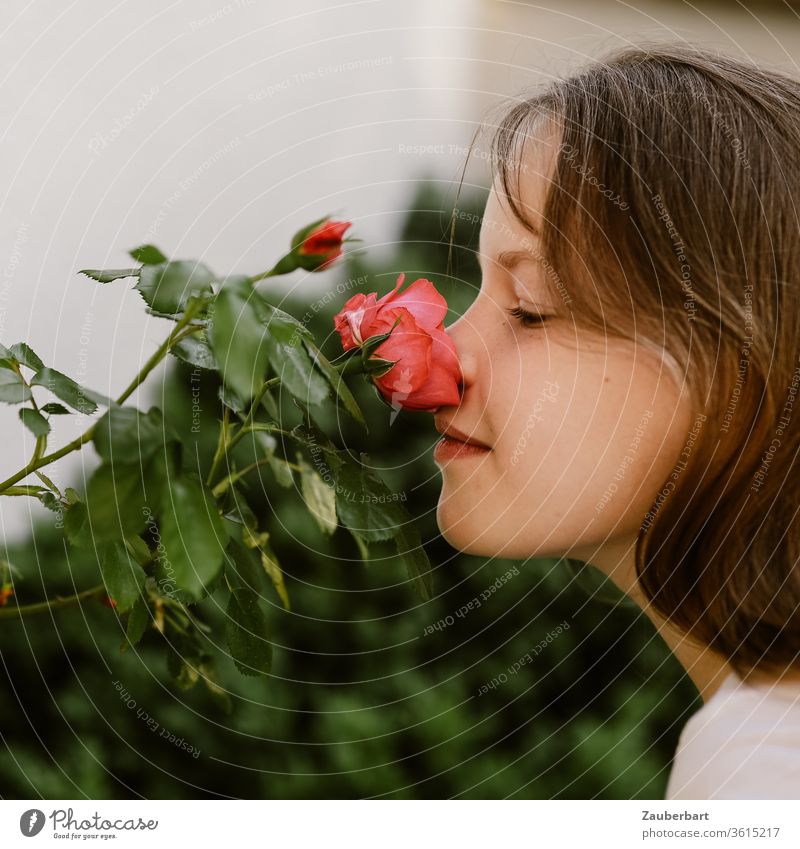 Mädchen im Profil lächelt und riecht an einer Rosenblüte Kind süß schön Nase riechen aufmerksam lächeln Gesicht Wangen Haare Kindheit Kopf Mund grün rot Kinn