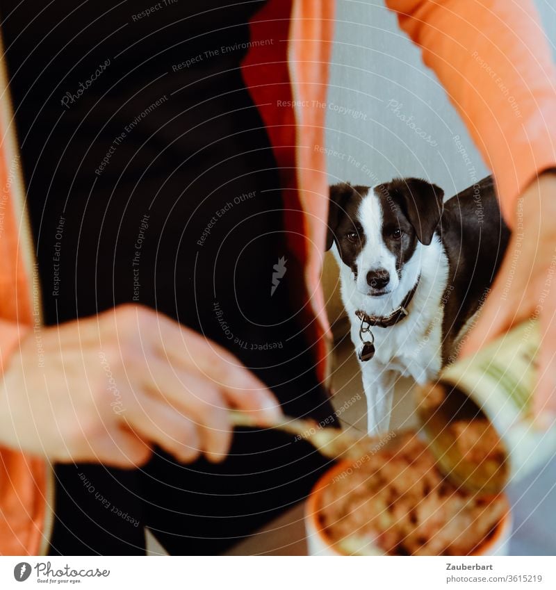 Ein schwarz-weißer Hund sieht aufmerksam zu, wie eine Frau ihm sein Futter aus einer Dose in den Napf füllt Hundeblick Dosenfutter Nassfutter Blick Mischling