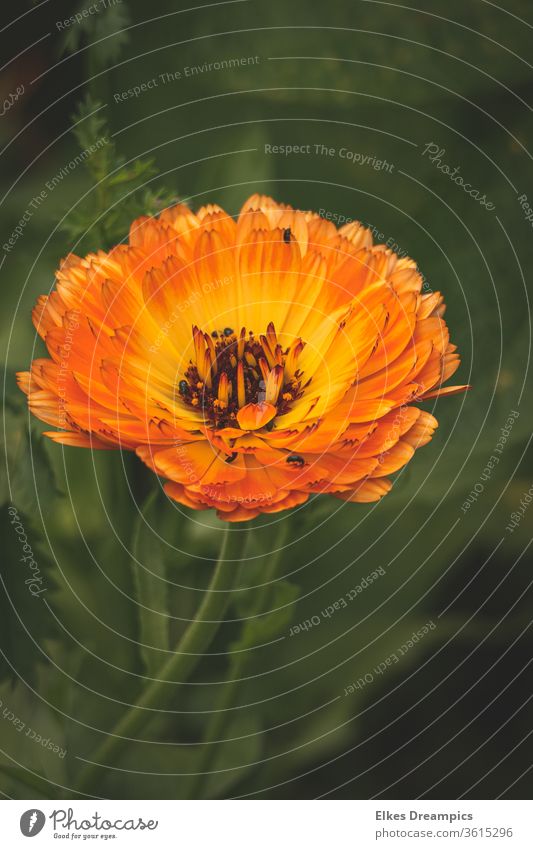 Ringelblume bienenbeet orange Natur