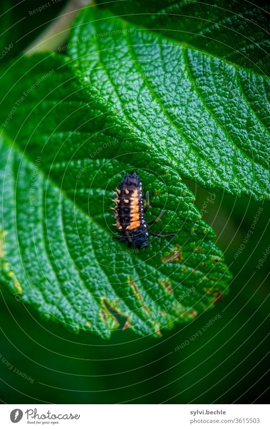 Larve des Asiatischen Marienkäfers auf einem Wildrosenblatt asiatisch Asiatischer Marienkäfer larve marienkäferlarve marienkäferarten grün schwarz orange