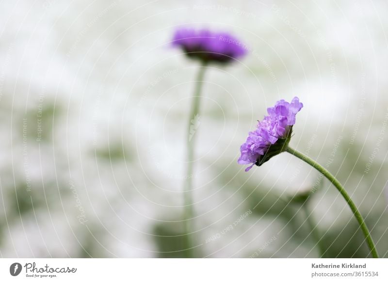 Violetter Nadelkissen-Blütenkopf purpur Blume Flora geblümt Frühling Sommer Saison saisonbedingt natürlich Natur Garten Gartenarbeit botanisch Pflanze scabiosa