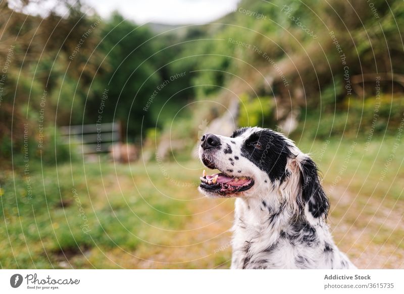 Süßer English Setter auf dem Land Hund englischer Setter Landschaft Tier heimisch niedlich ländlich Straße bezaubernd Eckzahn Asturien Spanien Natur Haustier