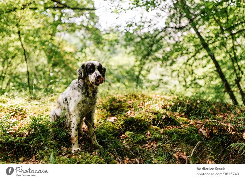 Süßer English Setter auf dem Land Hund englischer Setter Landschaft Tier heimisch niedlich ländlich Straße bezaubernd Eckzahn Asturien Spanien Natur Haustier