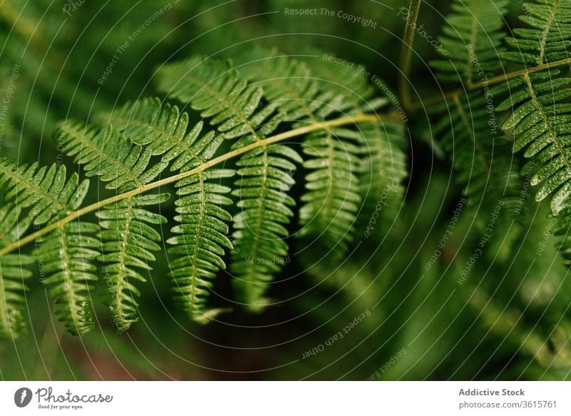 Verschiedene Pflanzen im Wald vegetieren idyllisch Flora friedlich Natur Spanien grün im Freien Asturien Botanik ruhig Ökologie natürlich Grün Windstille